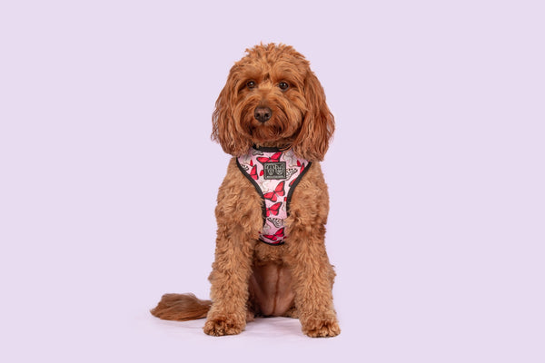 REVERSIBLE DOG HARNESS: Pretty Lil' Butterfly